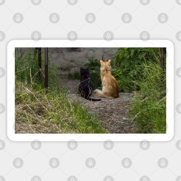 Ginger and black cats sit side by side in the grass and look from the stairs. View from the back Sticker by EvgeniiV